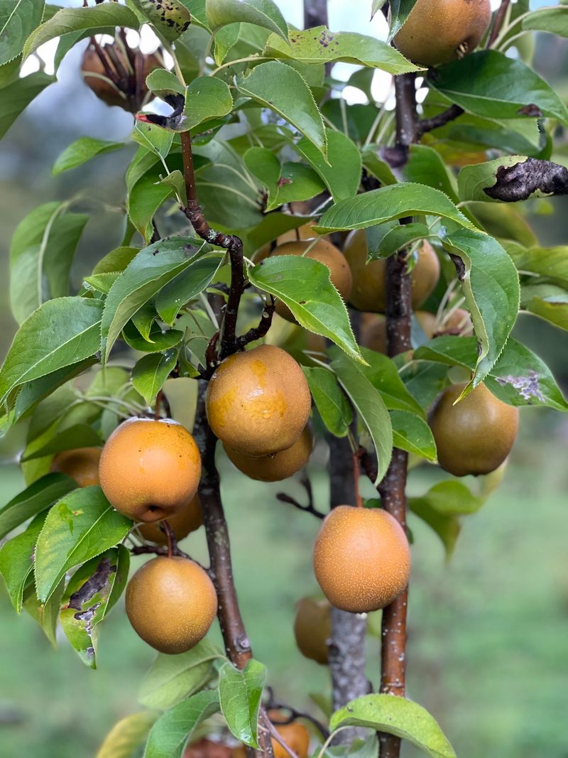 Fruit and Nut Tree Orchards