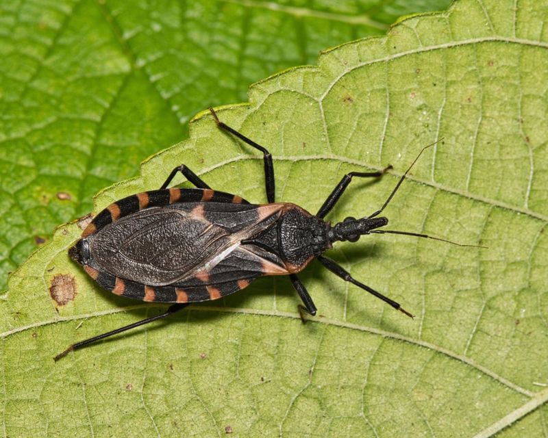 Kissing Bugs