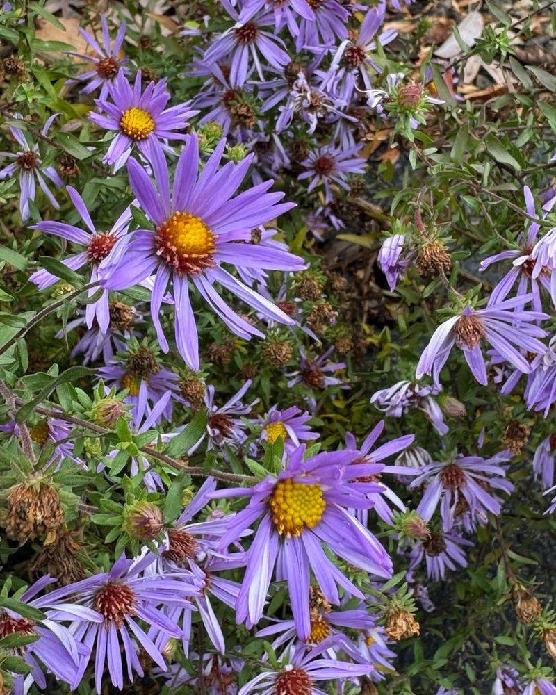 Aster