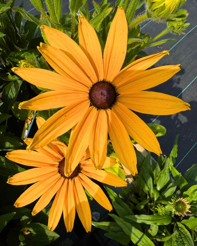 Black-Eyed Susan