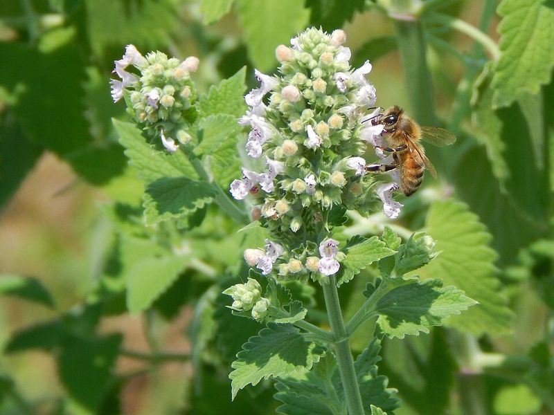 Catmint (Nepeta x faassenii)