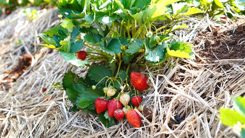 Day-Neutral Strawberries (Fragaria × Ananassa)