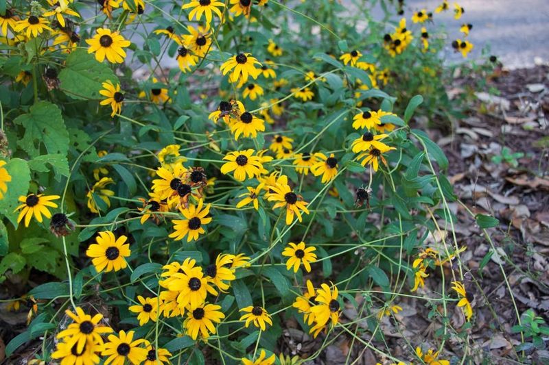 Black-Eyed Susans (Rudbeckia)