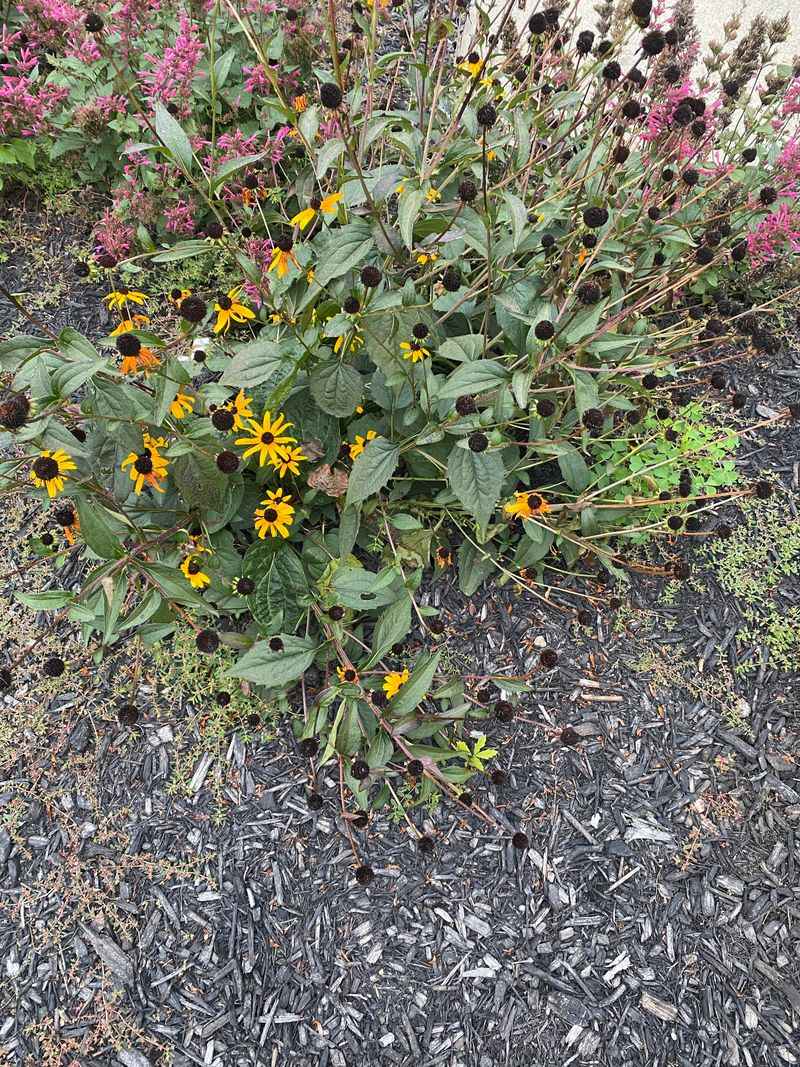 Black-Eyed Susan
