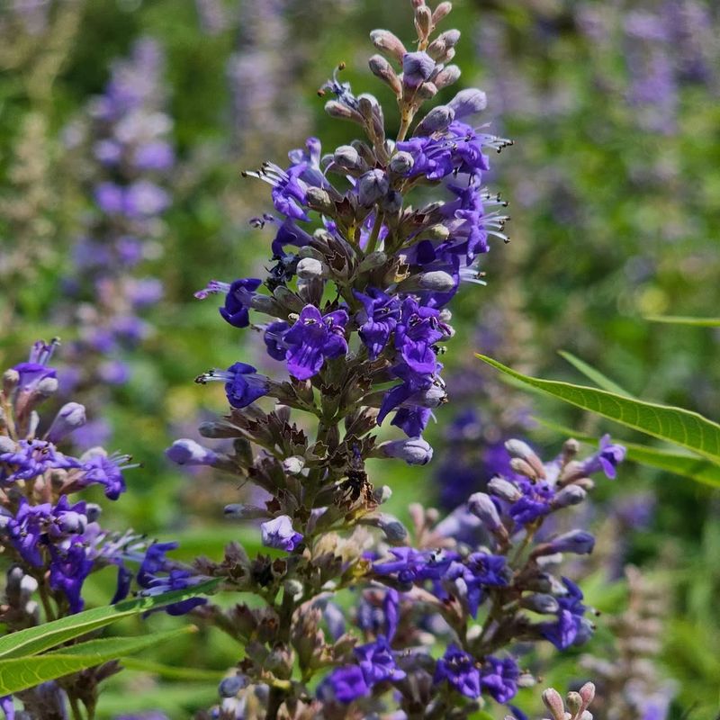 Vitex (Chaste Tree)