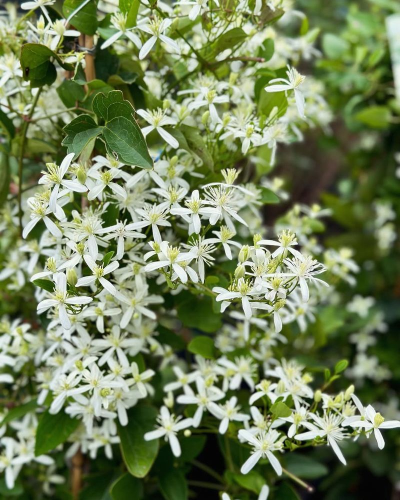 Sweet Autumn Clematis