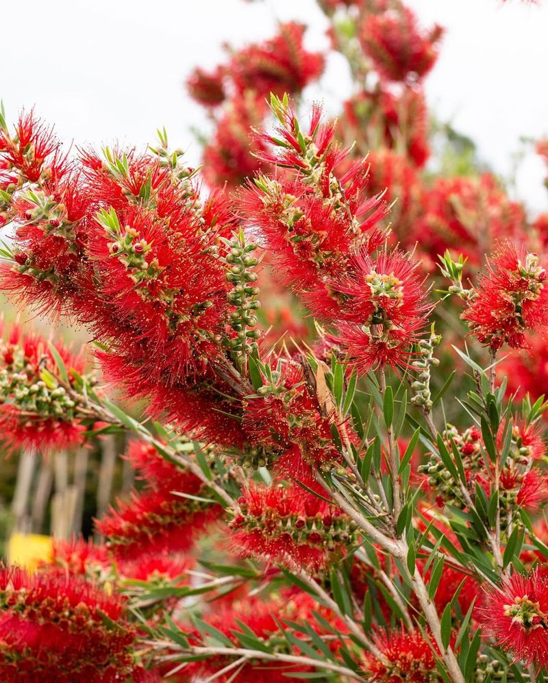 Bottlebrush (Callistemon)