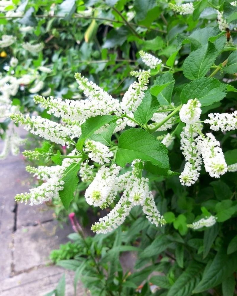 Sweet Almond Verbena