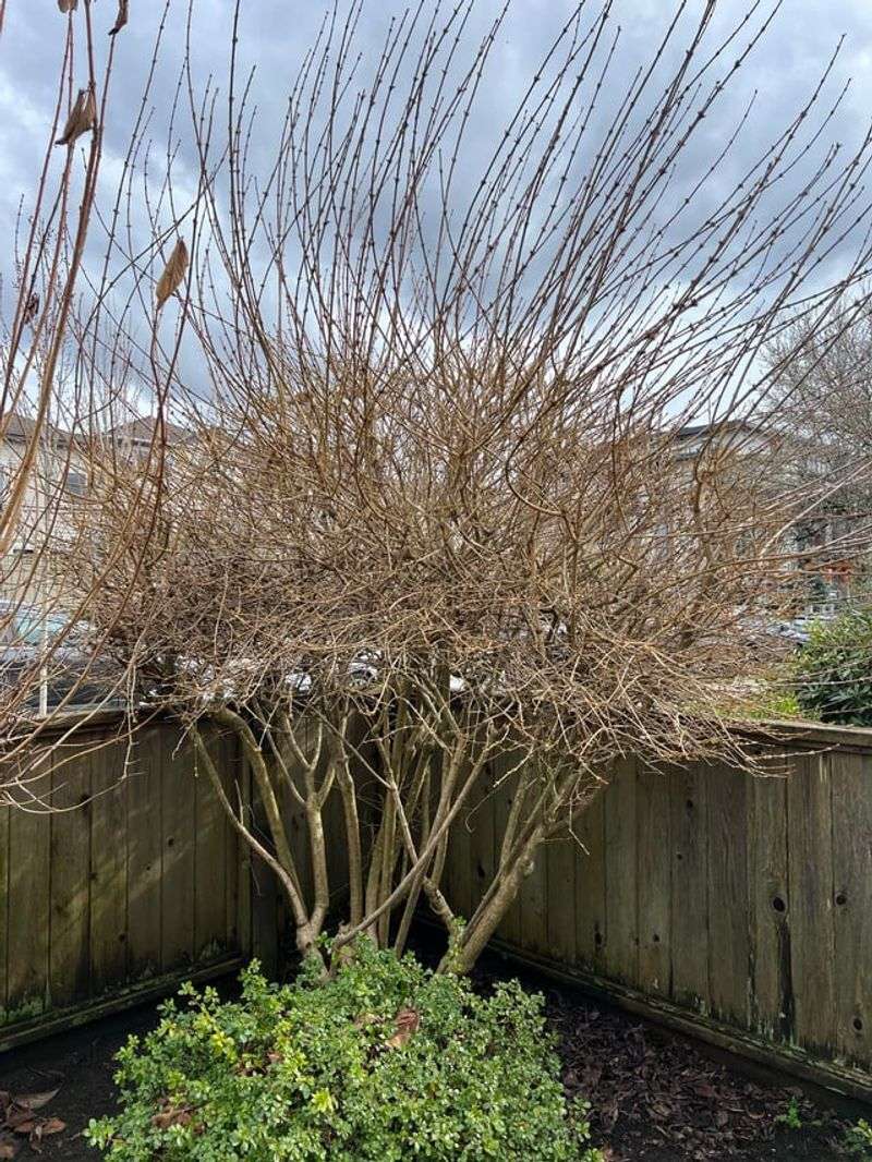 Understanding Where Forsythia Sets Its Buds