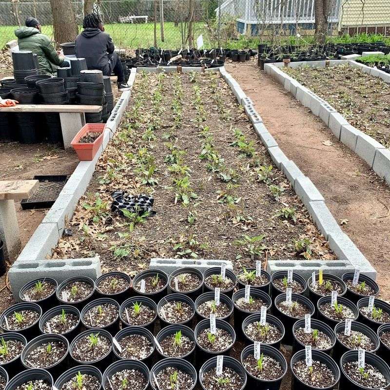 How A Small New Haven Lot Became A Thriving Native Plant Nursery