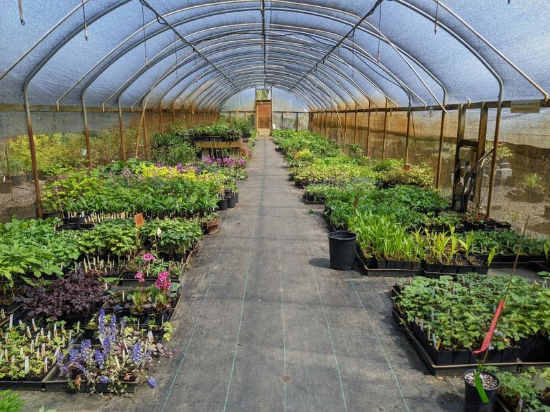 Dancing Oaks Nursery And Gardens (Monmouth)