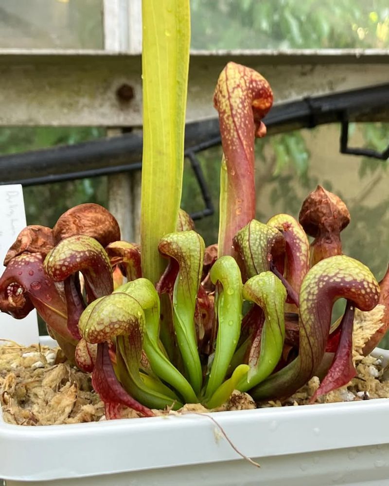 Cultivation Challenges And Tips