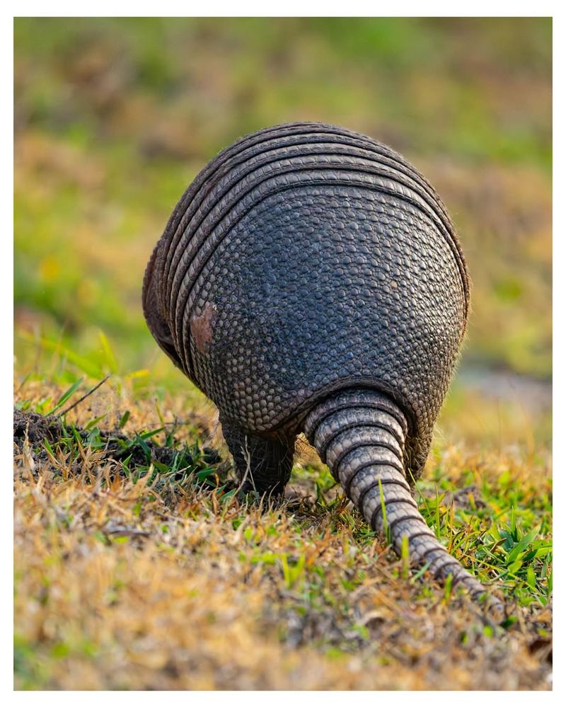 Consult Local Wildlife Authorities