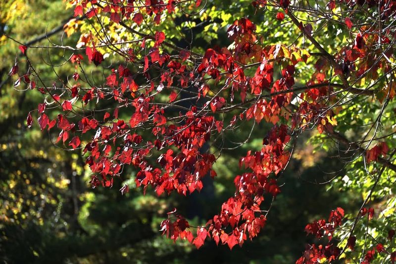 Think About Seasonal Color And Year-Round Interest