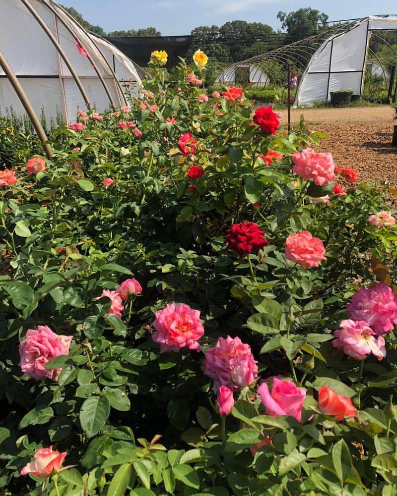 Mulch Layers That Hold Moisture