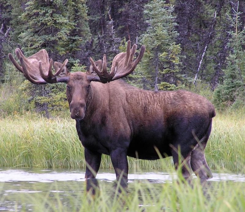 Wait Patiently For The Moose To Leave On Its Own