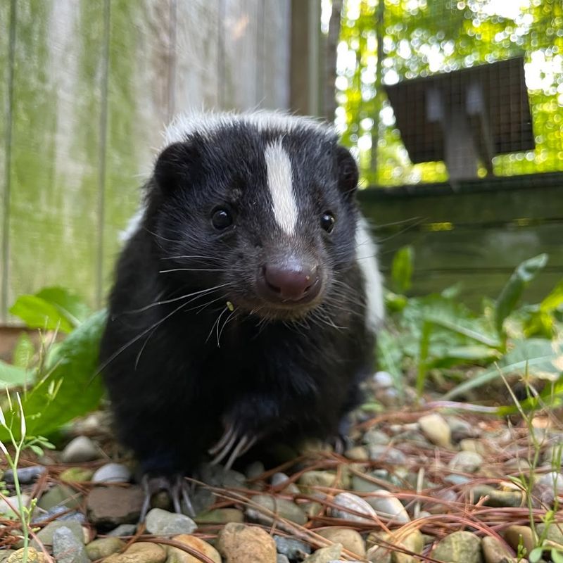 Document and Report Unusual Skunk Behavior