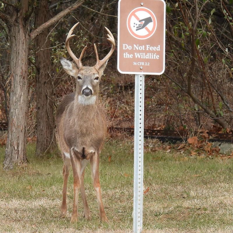 Mistake To Avoid: Never Feed Deer Intentionally