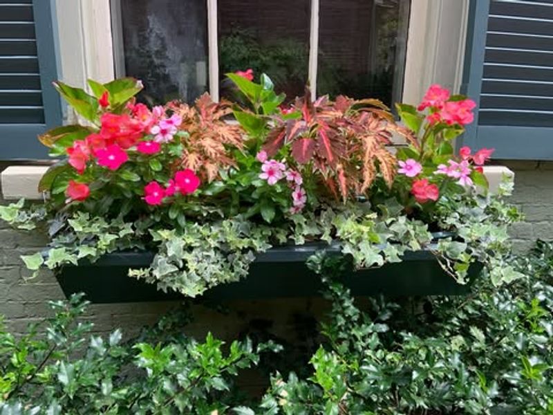 Window Box Gardens