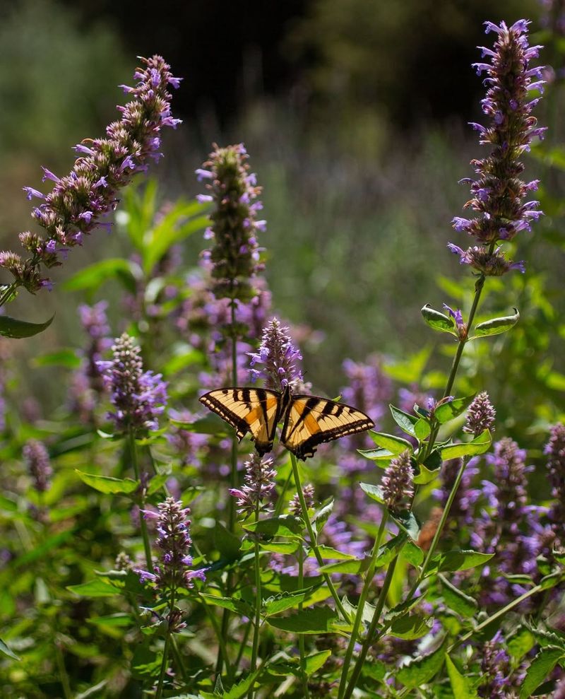 Pollinator-Friendly Plantings