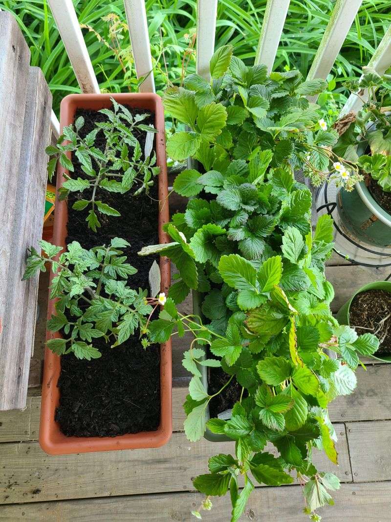 Feeding Is Easier To Manage In Pots
