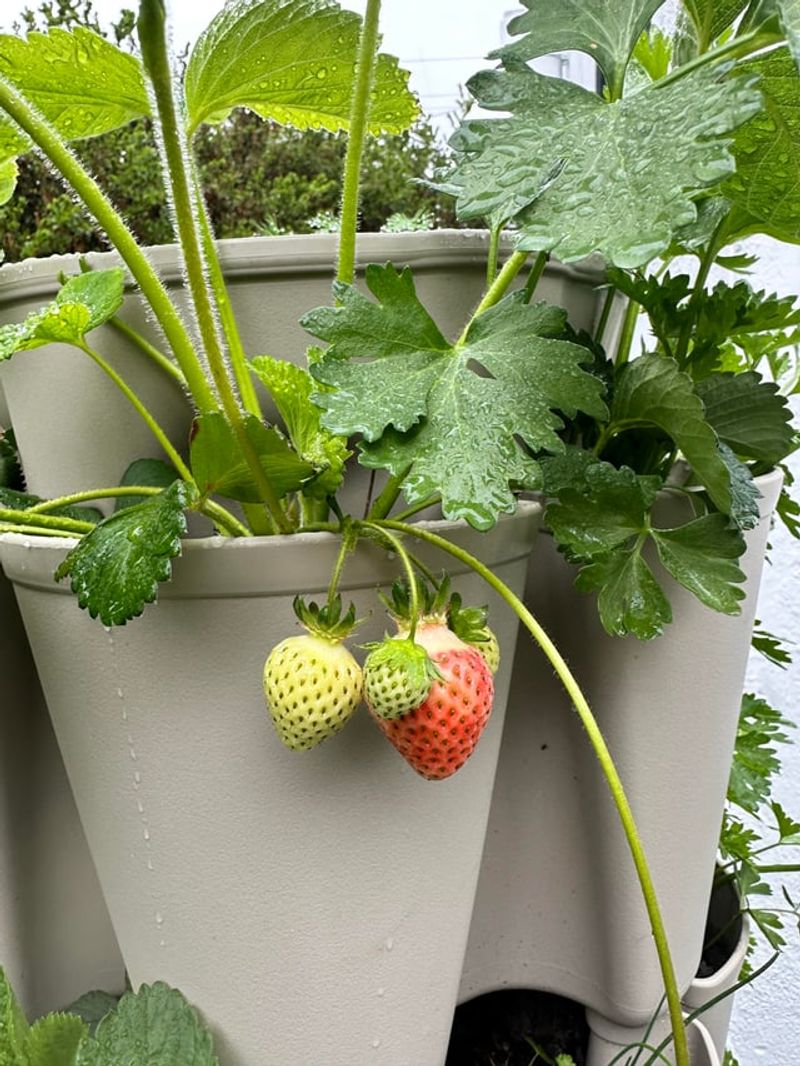 Raised Planting Keeps Strawberries Cleaner