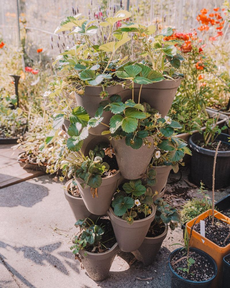 Moving Containers Protects Plants From Late Frosts