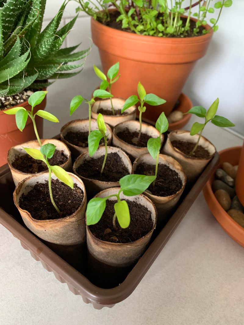 Use Rolls Under Grow Lights Or Sunny Windows