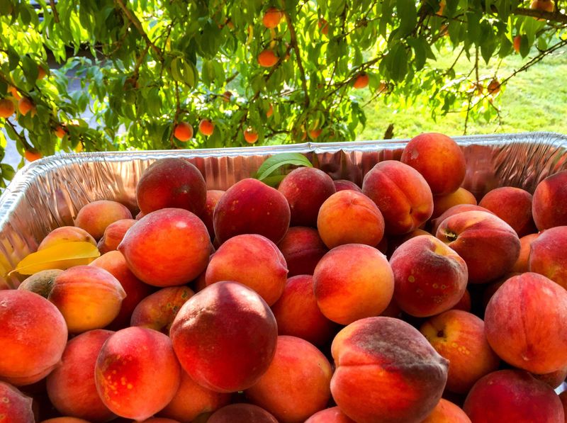 Harvest At Full Maturity For Maximum Size And Flavor