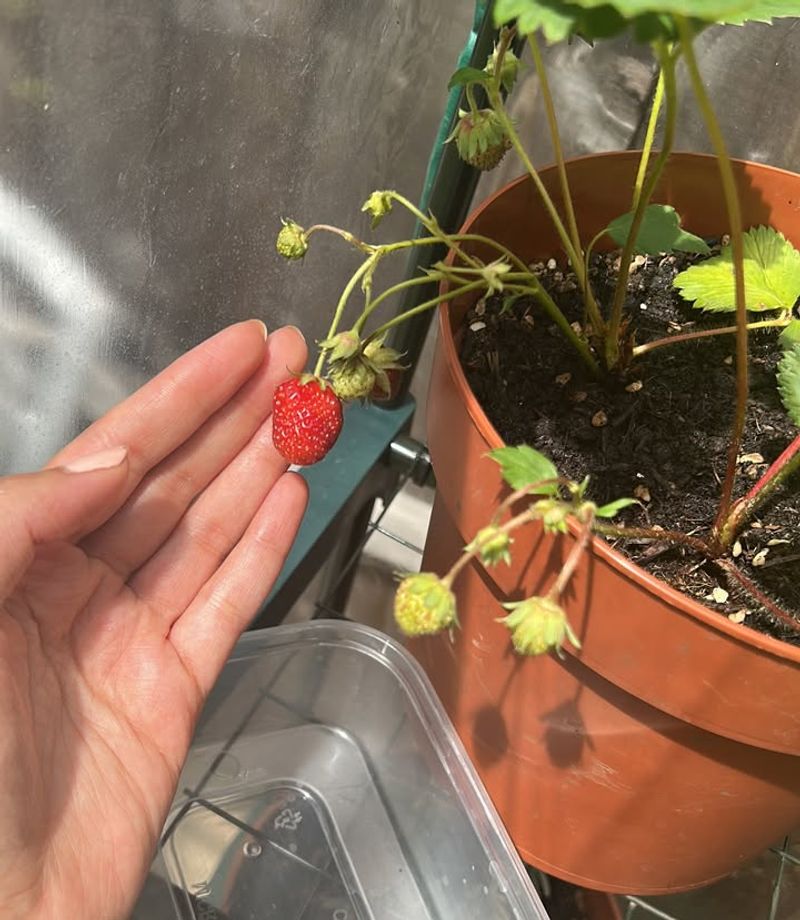 Rotate Containers To Improve Airflow And Pollination