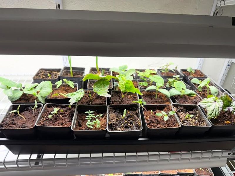 Prevent Common Indoor Seedling Problems
