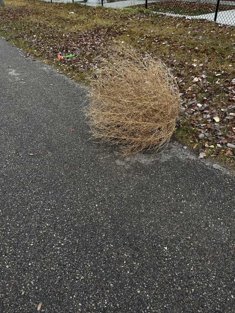 Use Targeted Herbicides Early In The Season