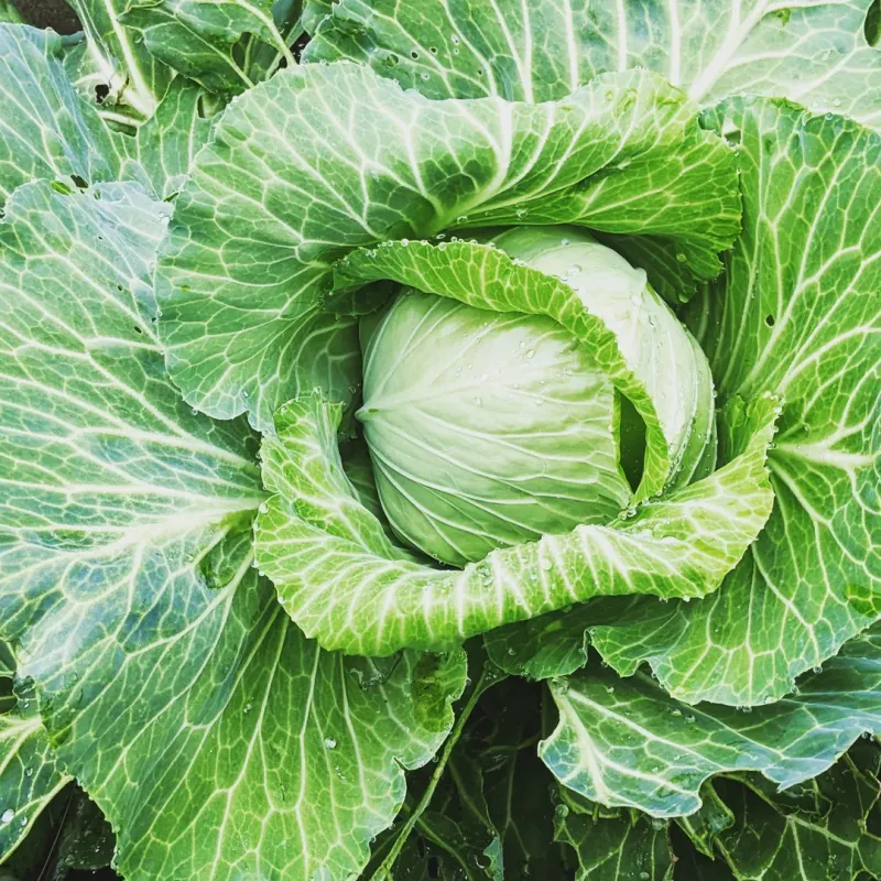 Plant Cool-Season Vegetables