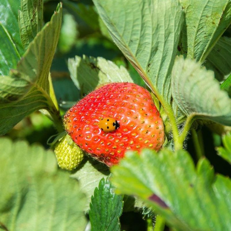 Manage Pests And Diseases