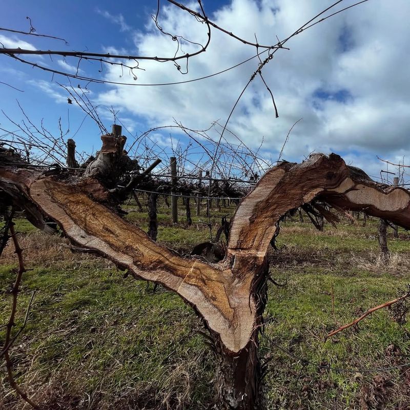Removing Damaged Wood