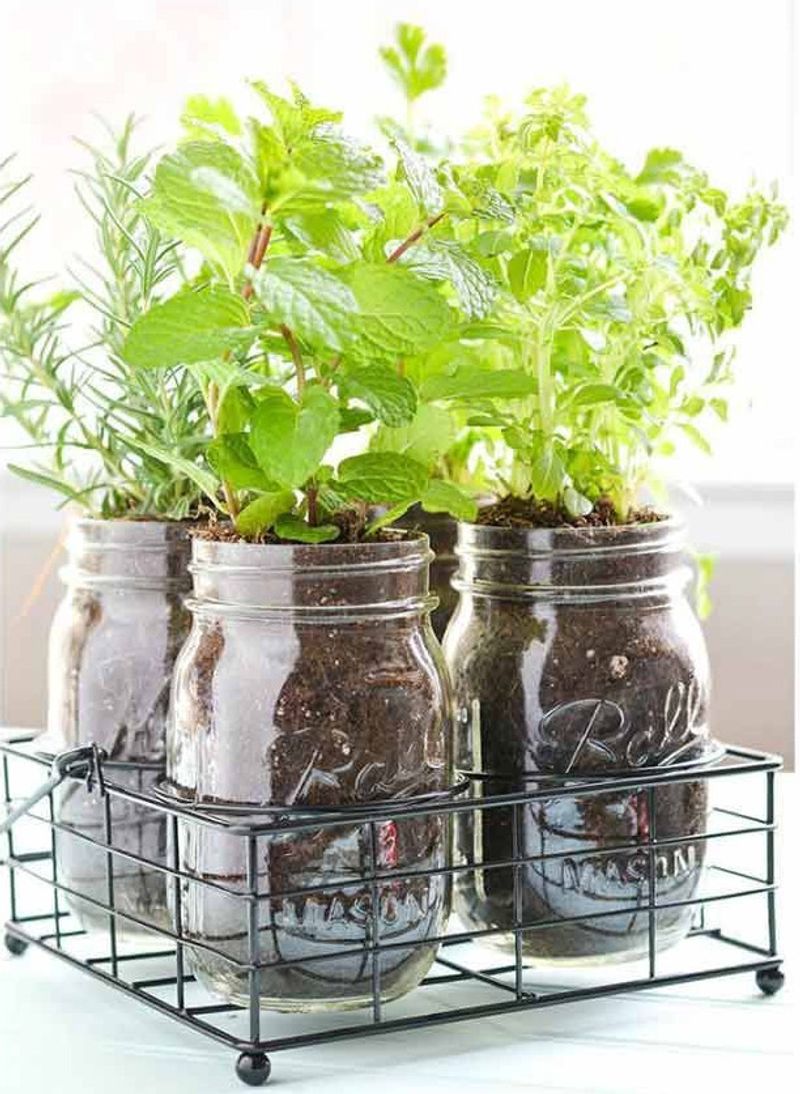 Repurpose Mason Jars As Hanging Herb Gardens