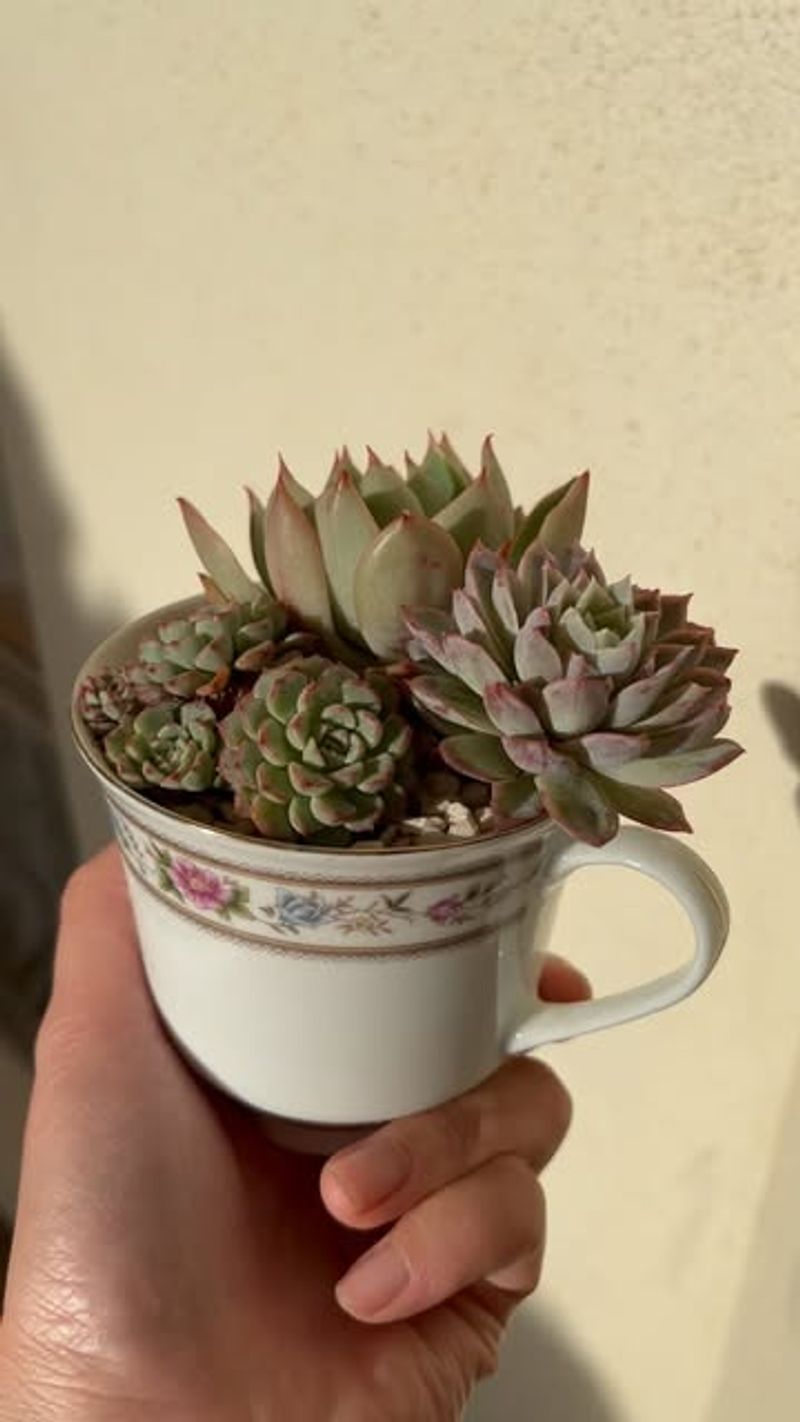 Use Teacups And Bowls As Succulent Containers