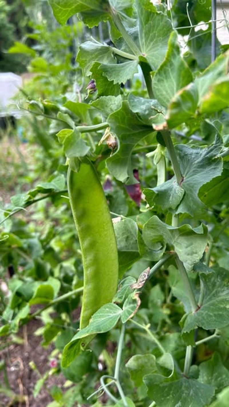Peas Handle Light Frost Better Than Heat