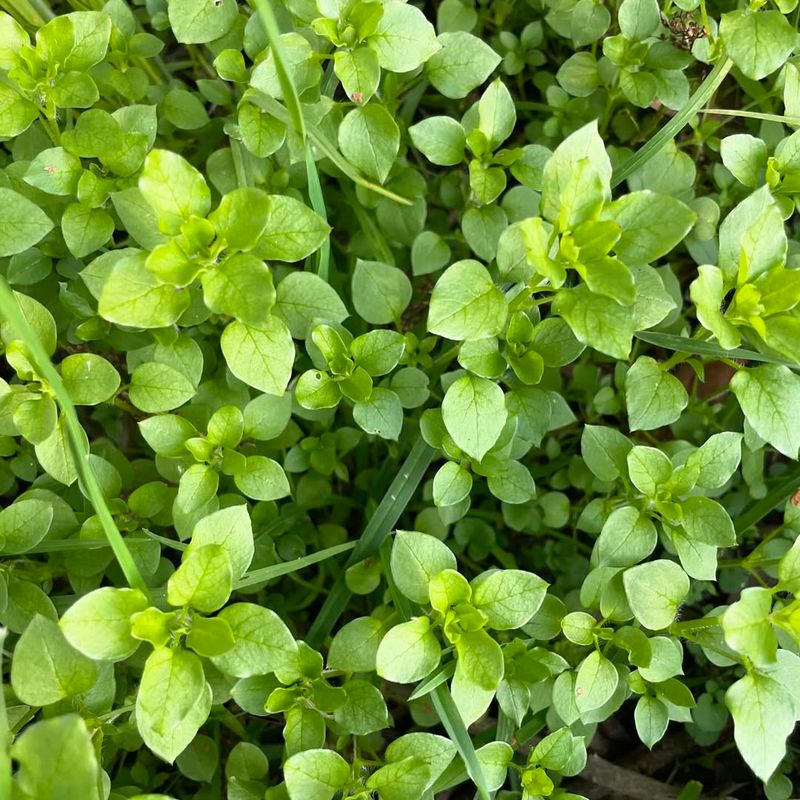 Winter Weeds Are Easier To Control Before Spring