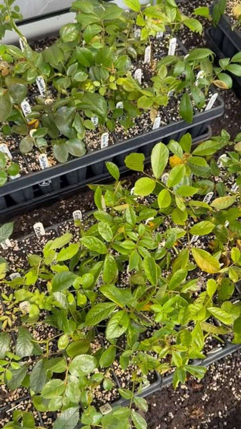 Spring Growth Is Still Active Without Summer Stress