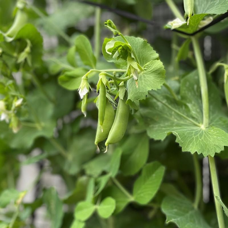 Peas Handle Light Frost Better Than Sudden Heat