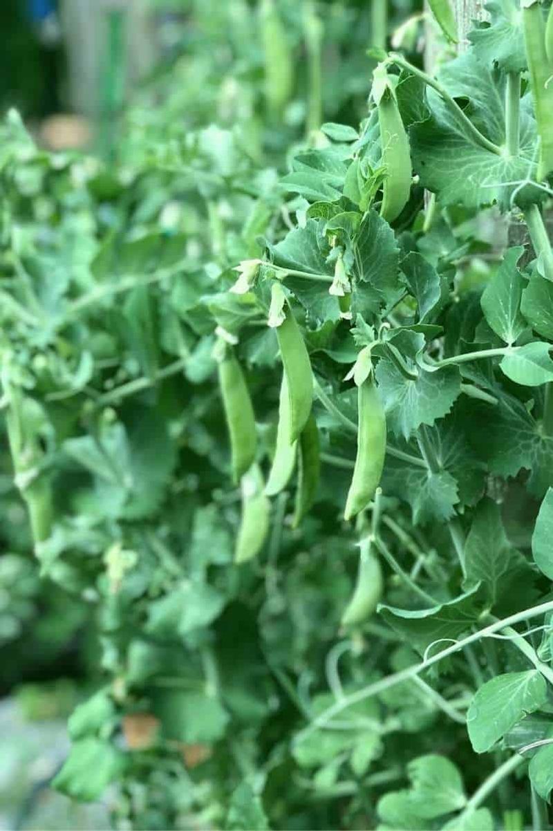 Peas Improve Soil Nitrogen Levels