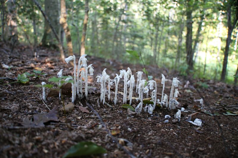 Limited Competition From Other Understory Plants