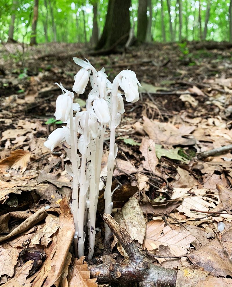 Abundant Organic Matter From Healthy Tree Growth