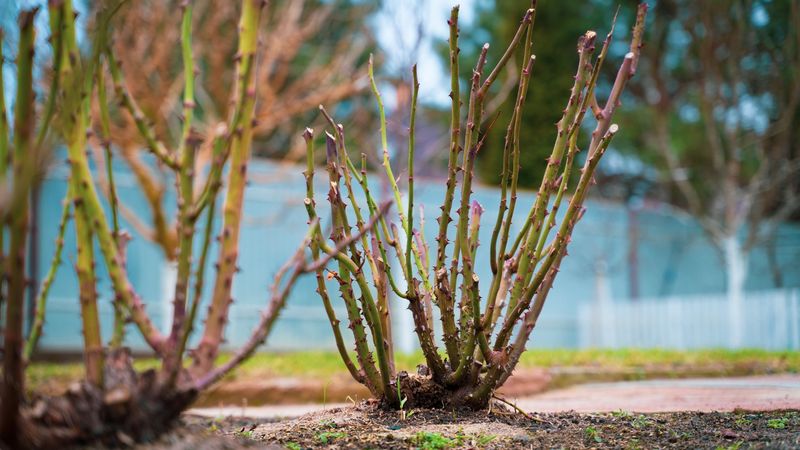 Abundant Hardwood Availability From Winter Pruning
