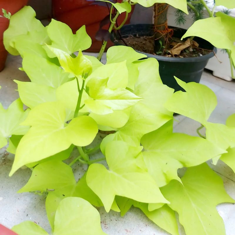 Sweet Potato Vine