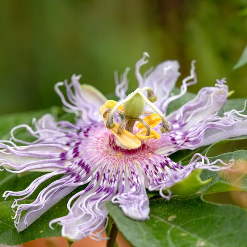 Passionflower (Passiflora incarnata)