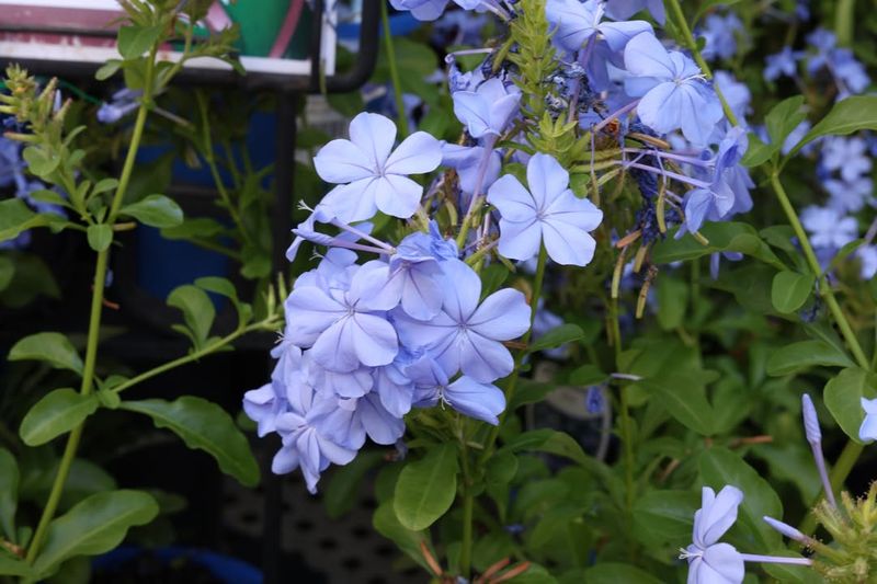 Plumbago For Cascading Blue Blooms
