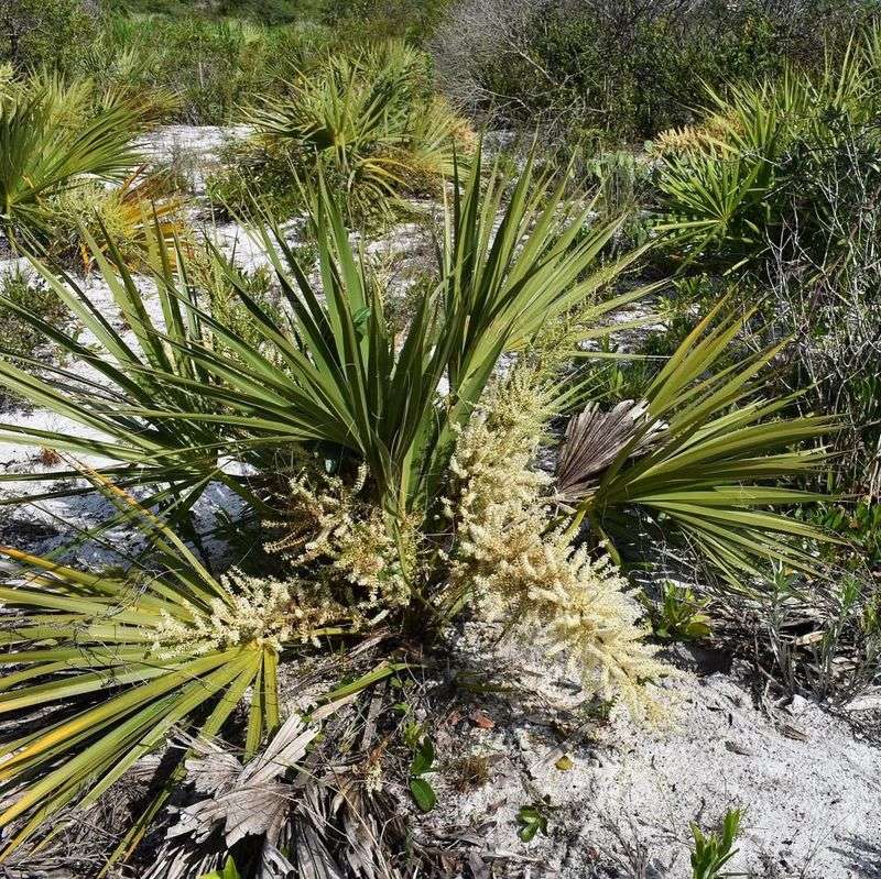 Saw Palmetto (Native That Laughs At Florida Sun)