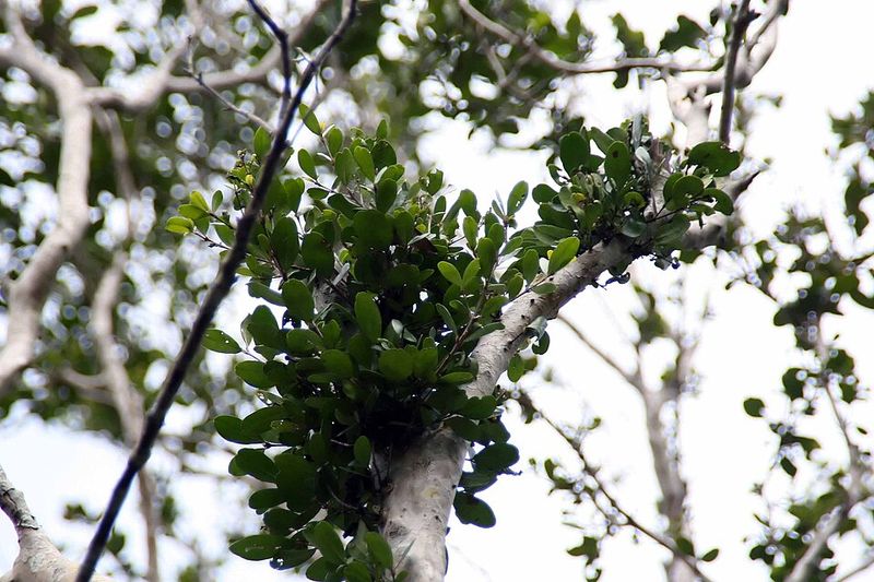 Simpson's Stopper (Myrcianthes fragrans)